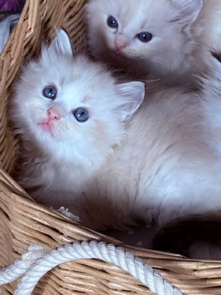 gattini ragdoll | Foto 1