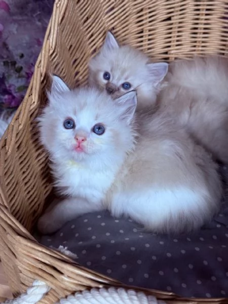 gattini ragdoll | Foto 0
