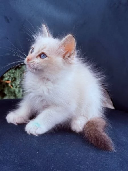 gatto ragdoll | Foto 1