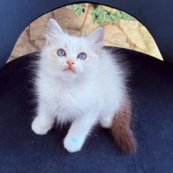 gatto ragdoll | Foto 0