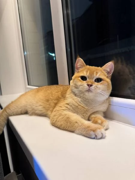 ScottishMunchkinBritannico | Foto 0