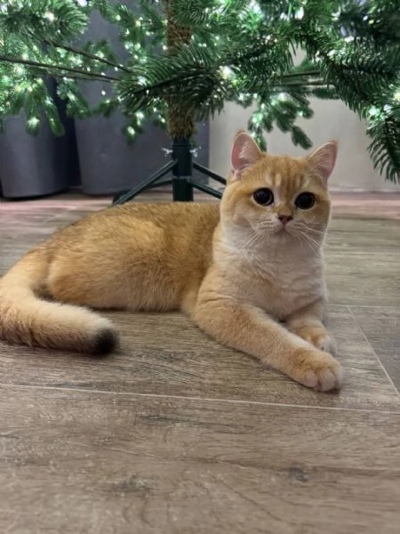 ScottishMunchkinBritannico