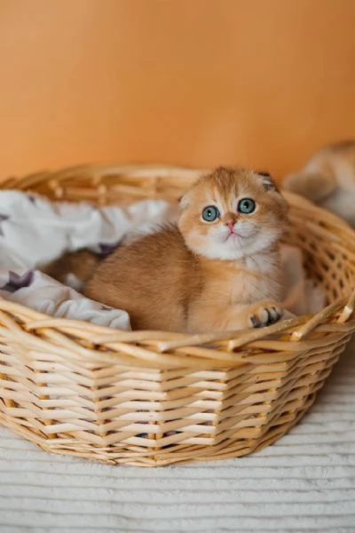 Scottish Fold | Foto 3