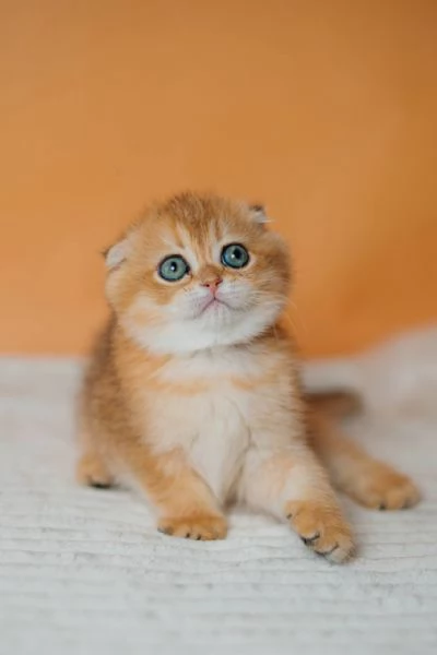 Scottish Fold | Foto 2