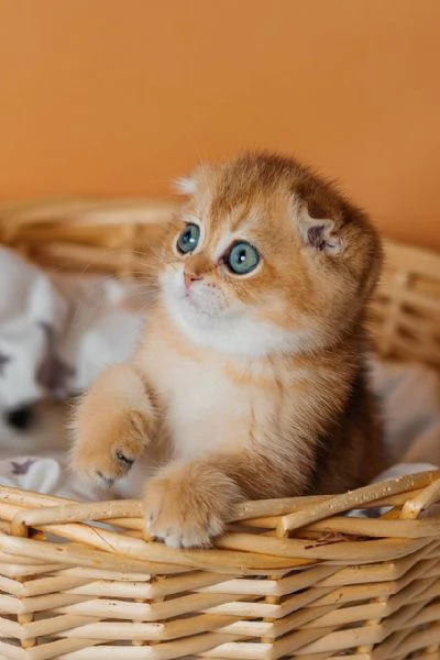 Scottish Fold | Foto 1