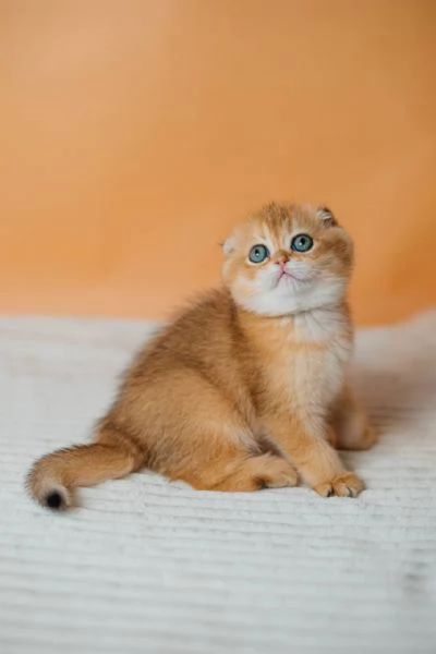 Scottish Fold | Foto 0