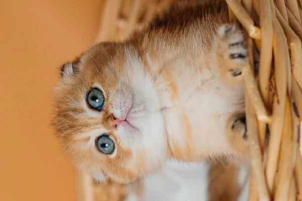 Scottish Fold