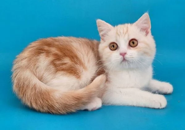 Scottish Straight | Foto 2