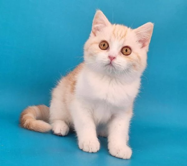 Scottish Straight | Foto 1