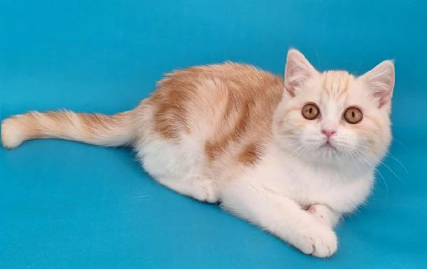 Scottish Straight | Foto 0