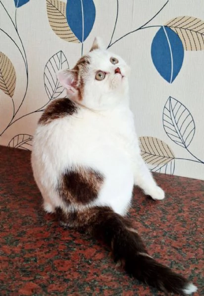 Scottish Fold | Foto 4