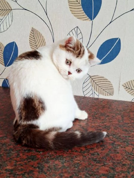 Scottish Fold | Foto 3