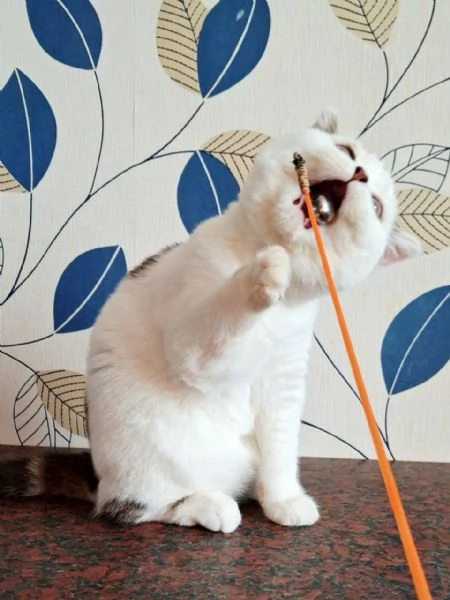 Scottish Fold | Foto 1