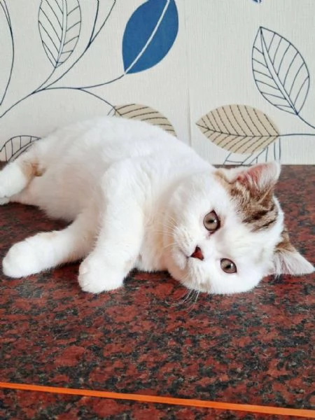 Scottish Fold | Foto 0