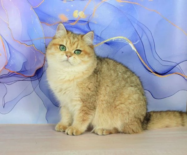 British Shorthair | Foto 2