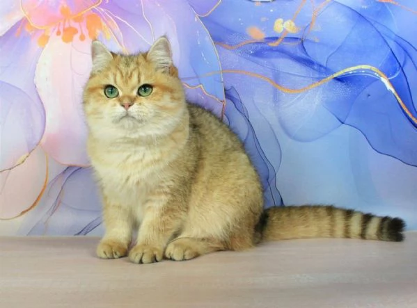 British Shorthair | Foto 1