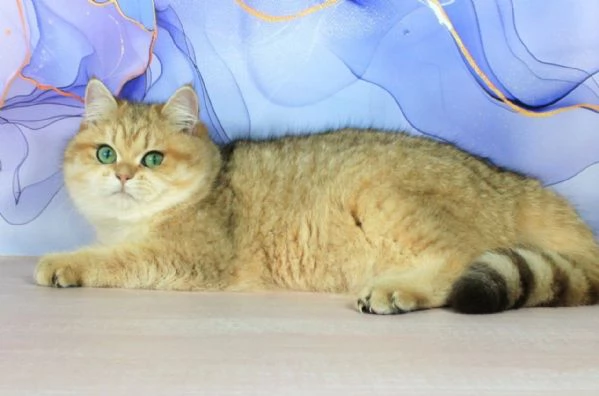 British Shorthair | Foto 0