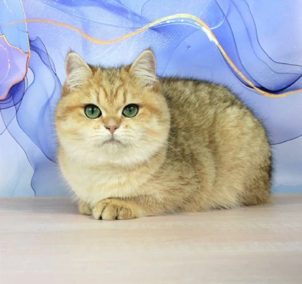 British Shorthair