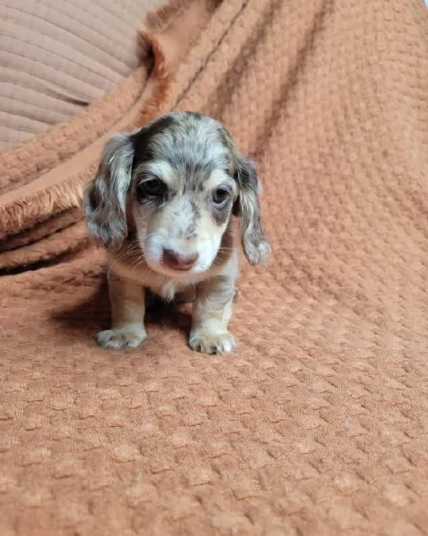 cuccioli di bassotto