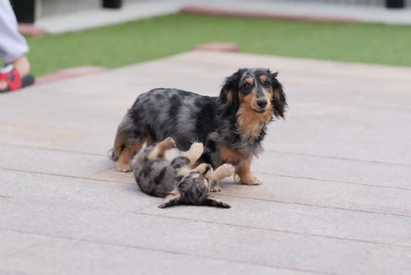 cuccioli di bassotto | Foto 4