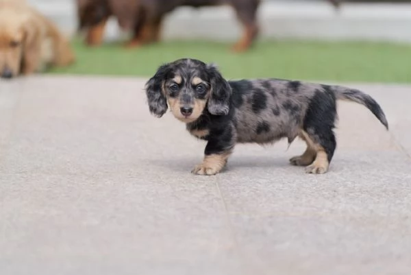 cuccioli di bassotto | Foto 3