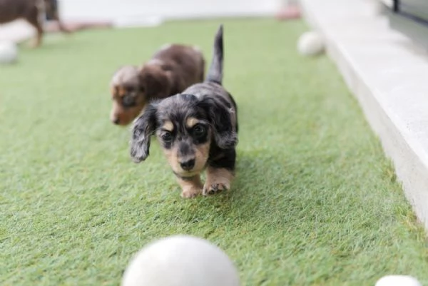 cuccioli di bassotto | Foto 2