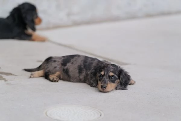 cuccioli di bassotto | Foto 0
