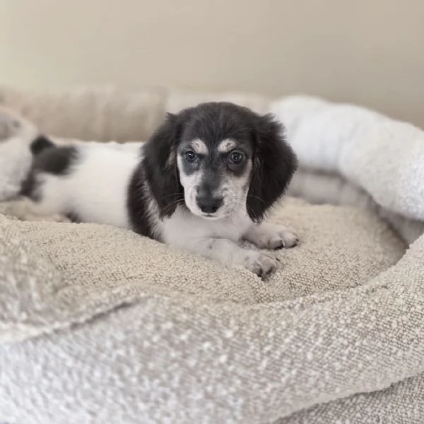 cucciolo di bassotto | Foto 2