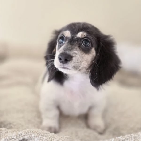 cucciolo di bassotto | Foto 0