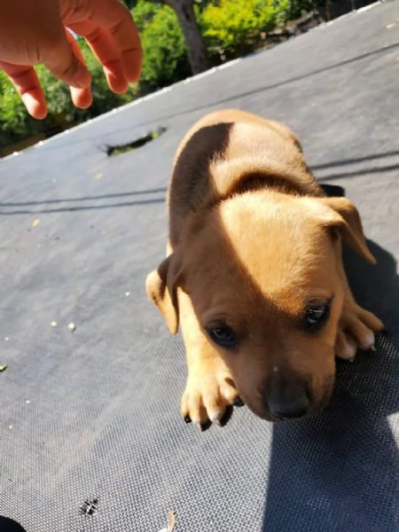 cuccioli maltesi | Foto 0