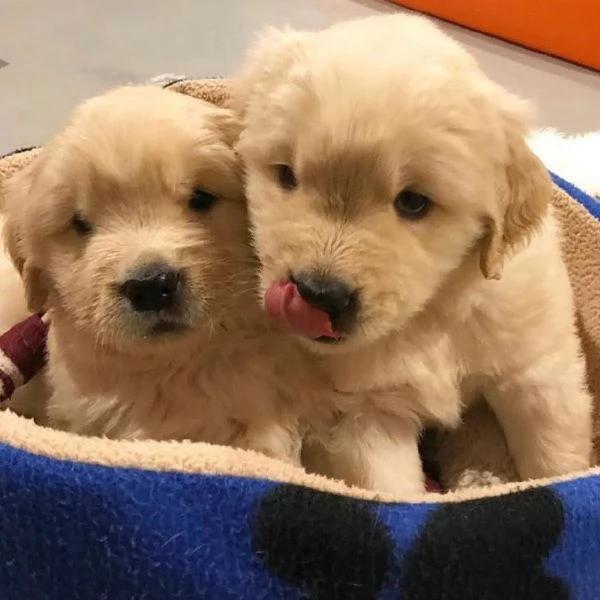 Cuccioli di Golden Retriever | Foto 1