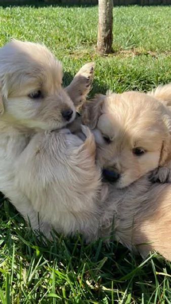 Cuccioli di Golden Retriever