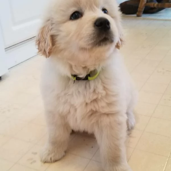 Cuccioli di Golden Retriever | Foto 0