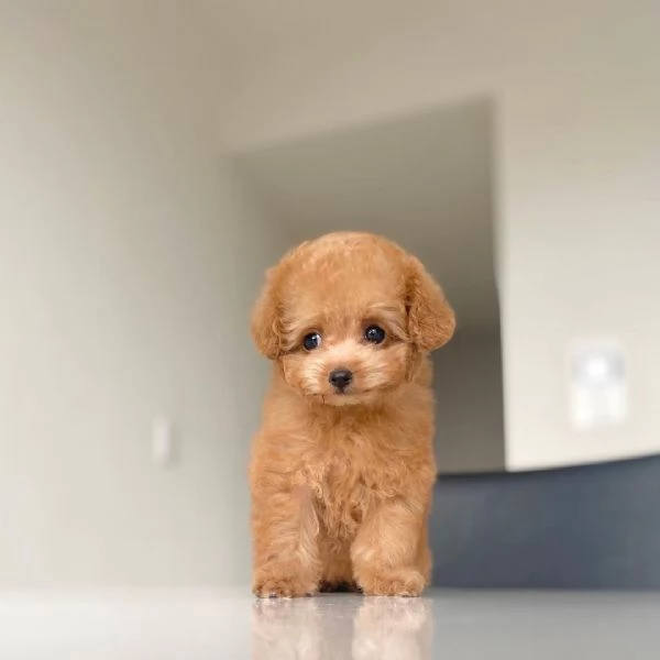 Barboncino nano | Foto 1