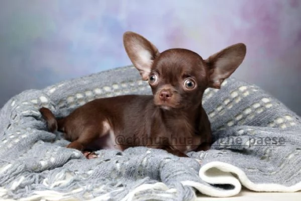 Chihuahua | Foto 2