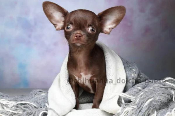 Chihuahua | Foto 1