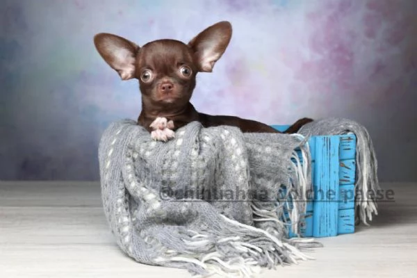 Chihuahua | Foto 0