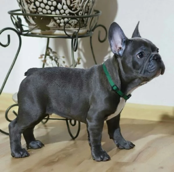 bulldog francese | Foto 0