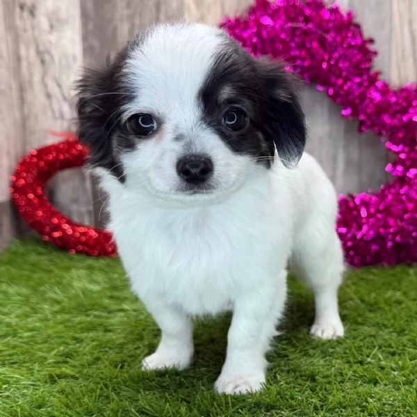  REGALO CHIHUAHUA TOY MERAVIGLIOSI  | Foto 0