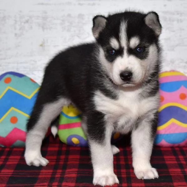   REGALO HUSKY