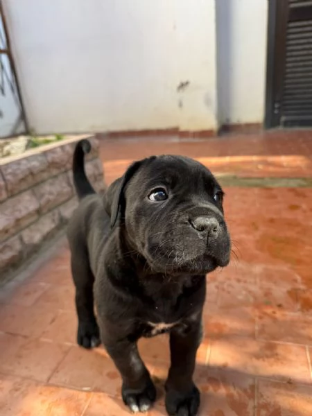 Cuccioli di cane corso  | Foto 3