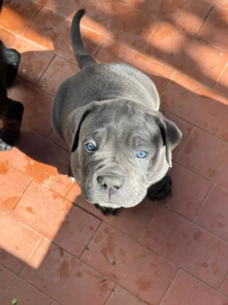 Cuccioli di cane corso  | Foto 2