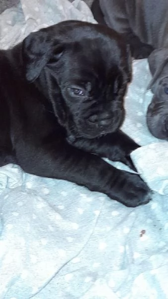 Cuccioli di cane corso  | Foto 1