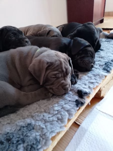 Cuccioli di cane corso  | Foto 0