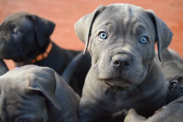 Cuccioli di cane corso 
