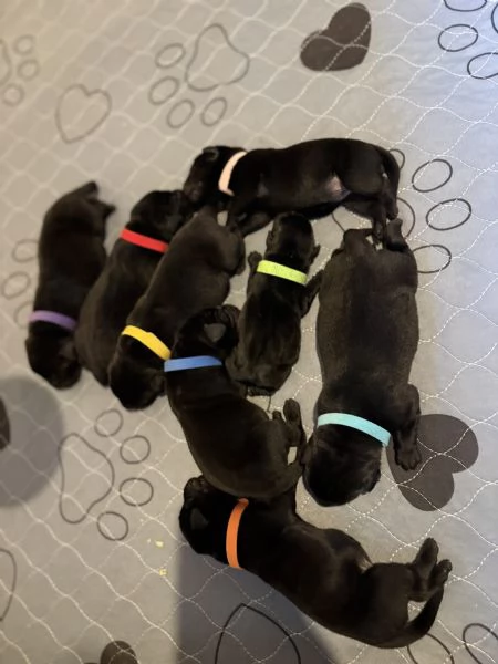 Labrador cercano casa