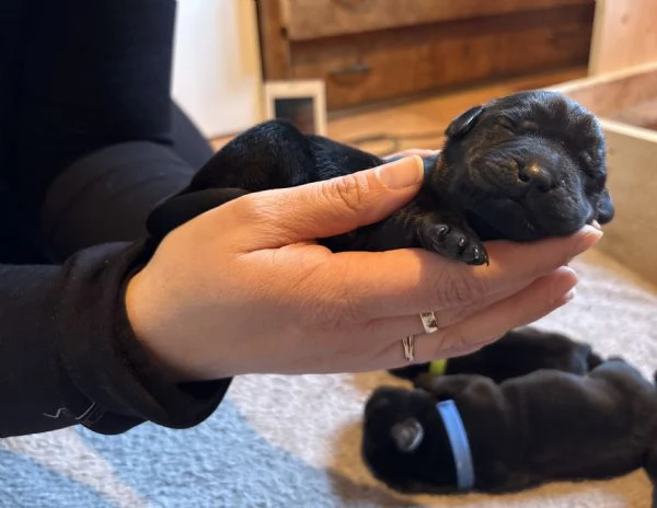 Labrador cercano casa | Foto 2