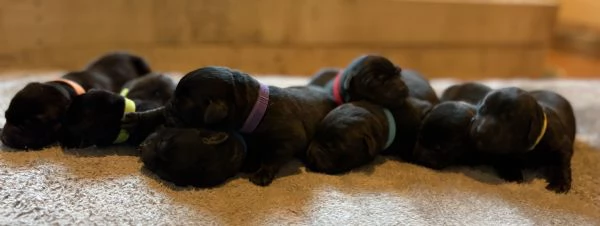 Labrador cercano casa | Foto 1