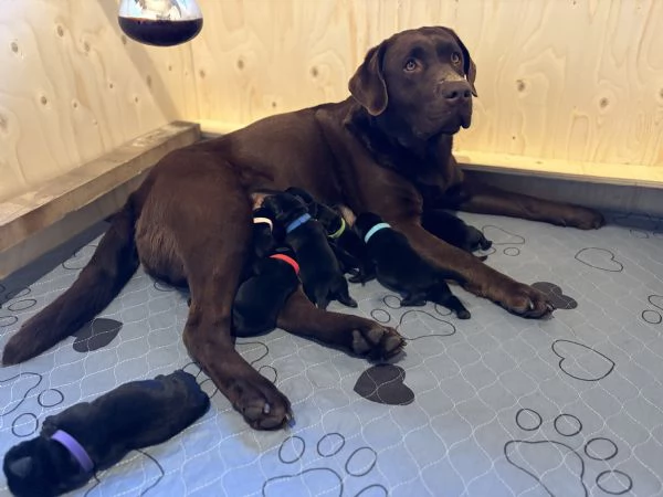 Labrador cercano casa | Foto 0