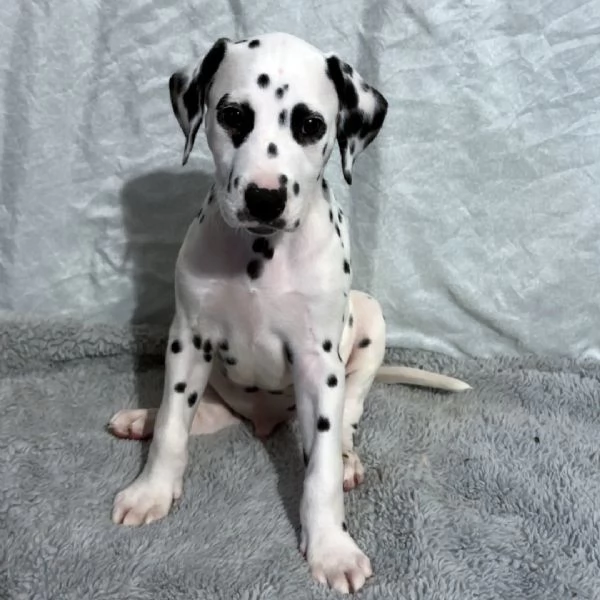 Bellissimi cuccioli di Dalmata | Foto 1